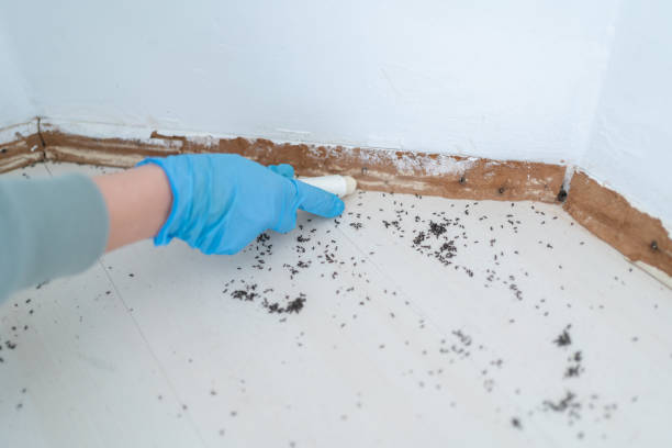 Best Bed Bug Extermination  in South Plainfield, NJ